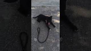 Dogs From Heaven Alexander The Great Aka Ionas Basic Obedience Training By Owner