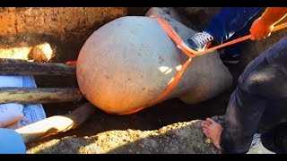 Mans Normal Day At Work Takes Unsuspected Turn After Unearthing 100 Million Year Old Artifact