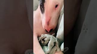Beautiful Bull Terrier En Chile