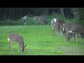 Rare Baby Piebald Calico deer that looks like a cow!..and 7 friends.