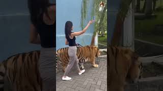 The Royal Bengal Tiger Big Tiger And Beautiful Girl