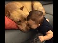 Cute baby kiss dog when he's sleeping so cute! [Original]