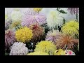 Chinese New Year Music - 迎春花 - Chinese New Year ecards - Events Greeting Cards Chinese New Year Music - 迎春花 - Chinese New Year ecards - Events Greeting Cards