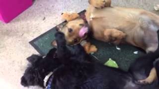 Our foster puppy, Mickey Blue Eye, plays with Daisy the Dawg - June 2014