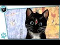 Felini Cat
