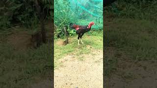 Tha Rong Một Ti