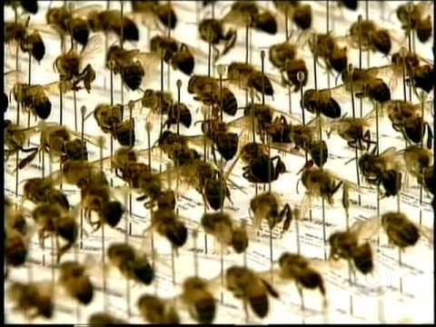 Colapso das abelhas também no Brasil
