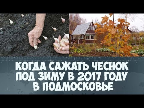 Сажаем чеснок в подмосковье 293