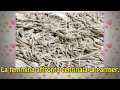 Top 10 - 10 insoliti riti di accoppiamento
