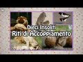 Top 10 - 10 insoliti riti di accoppiamento