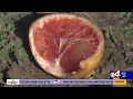Impacts of winter freeze impacts citrus industry one year later