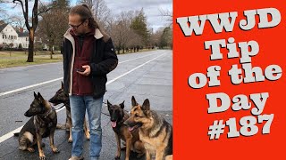 What Would Jeff Do? Dog Training Tip of the Day #187 Leash Reactivity