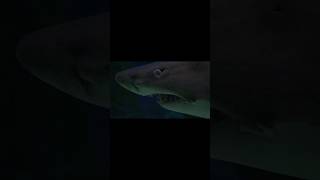 Oh Painle Requin
