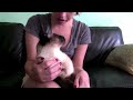 Elvis the Siamese Cat Will Not Be Ignored