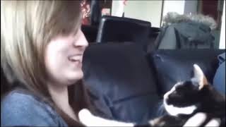 Super Funny Cats React To Kisses - Very Funny Animals reactions Vine compilation.