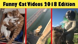Funny Cats Video Complication 2018 (Cats and Kittens)