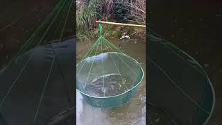 Crucian Fish Fry Fishnet Fishing Process