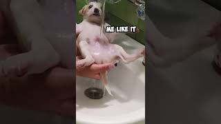 Adorable Rescued Puppy Gets His First Shower