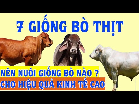 TOP 7 GIỐNG BÒ THỊT PHỔ BIẾN HIỆN NAY NÊN CHỌN GIỐNG NÀO ? | Nông Lâm TV