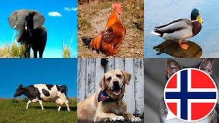 Dyrebilder Og Lyder. Lær Navnene Og Lydene Dyrene Lager På Norsk