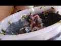 Como alimentar filhotes de canarios do reino! - youtube