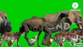 Animal Stampede Escape Green Screen Upgrade