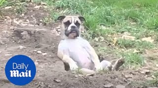Resourceful Dog Digs Hole And Makes It Into Deck Chair