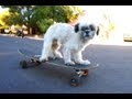Skateboarding Dog Song