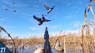 30 Minute Mallard Limit All Drakes Decoying Ducks Into Five Yards
