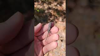 Cute Baby Lizard Hes So Tiny