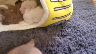 Akc Staffordshire Bull Terrier Puppies, 18 Days Old Peanuts Pups
