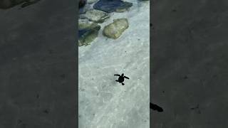 Baby Turtle In The Maldives