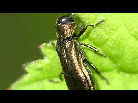 Header of Agrilus cuprescens