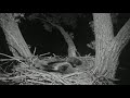 Decorah Eagles Cam 06-08-2018 20:48:07 - 21:48:09