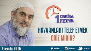 Hayvanları Telef Etmek Caiz Midir?Birfetva - Nureddin Yildiz