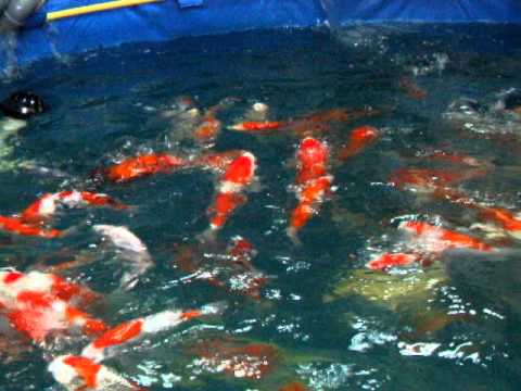 Kolam Terpal Koi Ken Iechi Koiavi Kolam Terpal Koi Ken Iechi Koiavi