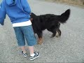 Jack The Dog