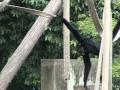 Baby boom at Brazil Zoo