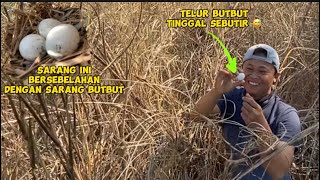 No Wonder You Dare To Make A Nest Next To A Butbuts Nest, Eh, It Turns Out The Condition Is Like...
