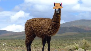 Animal Facts: Llama