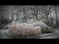 Video Snow (Nikon D3100 Nikkor 50mm 1.8D) 1080p HD