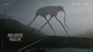 Bird Walker Sounds