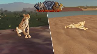 New Cheetah Update In Savannah Life Roblox