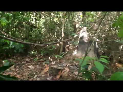 penjaluran spot mancing hutan kalimantan tak disangka induk haruan landed