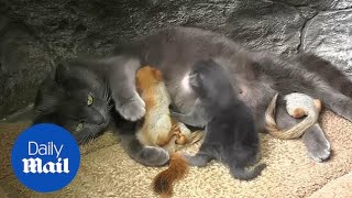 Cat adopts four baby squirrels at local park in Crimea