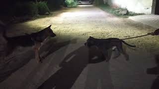 German shepherd and American bully face to face| American Bully and German sheph