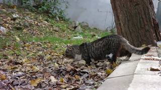 Tiger Cat - Kaplan Gibi Kedi