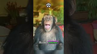 Maymunların Diline Hakim Adam Gerçekten Hayvanlarla Konuşabiliyor Mu?