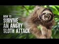 How to Survive a Sloth Attack