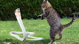 5 Batallas Épicas De Gatos Y Serpientes Captados En Cámara Mundo Salvaje La Ley Del Más Fuerte